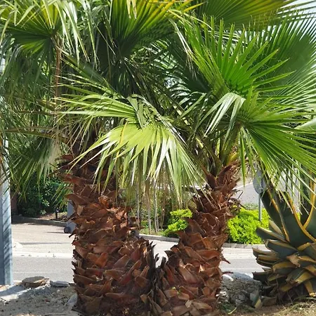 Les Ammonites * Bormes-les-Mimosas
